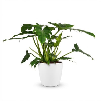 Green boutiQ - Kamerplant - Philodendron - Philodendron Lacerum - Groen - Weinig onderhoud - 1 Plant - met Potter Wit - Pot 19cm - Hoogte 65cm