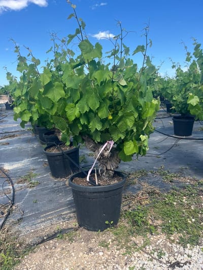 Sunny Tree – Vitis Vinifera ‘Monastrell' Druivenboom – 40 jaar oud - 120 cm hoog – winterhard – Grote rode tafeldruiven – balkon, terras en tuin