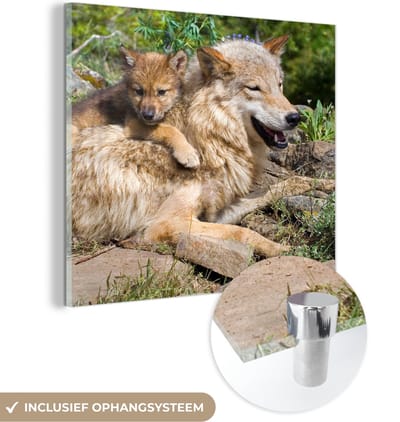 MuchoWow® Glasschilderij 50x50 cm - Schilderij acrylglas - Wolf - Welp - Dier - Foto op glas - Schilderijen