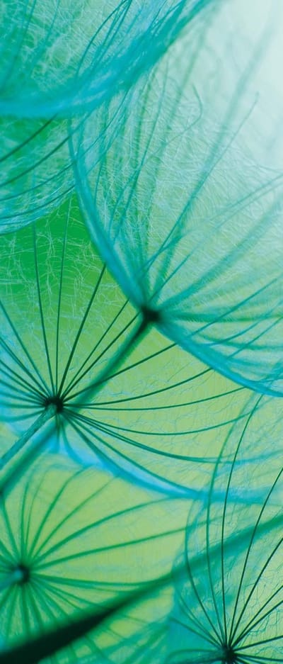 Fotobehang Flower Dandelion | DEUR - 211cm x 90cm | 130g/m2 Vlies