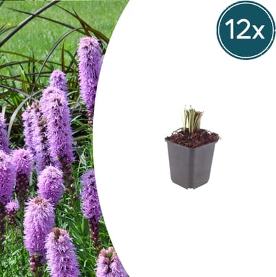 Tuinplantenshop.com | Liatris spicata | 12 stuks - Ø9cm - 10-25cm hoog - Tuinplant
