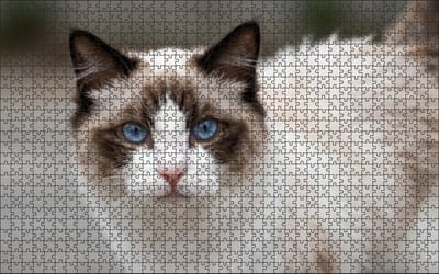 Puzzel Ragdoll | 1000 stukjes | Dierenpuzzel | Kattenpuzzel