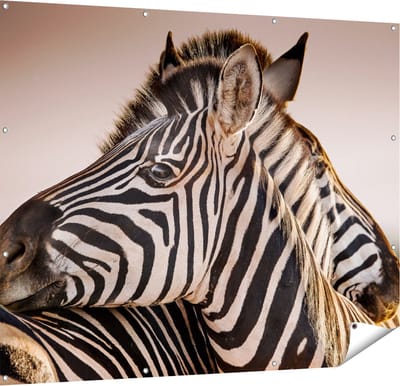 Gards Tuinposter Twee Knuffelende Zebra's - 150x120 cm - Tuindoek - Tuindecoratie - Wanddecoratie buiten - Tuinschilderij