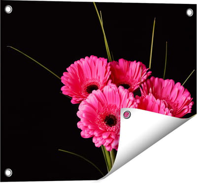 Gards Tuinposter Roze Gerbera Bloemen - 50x40 cm - Tuindoek - Tuindecoratie - Wanddecoratie buiten - Tuinschilderij