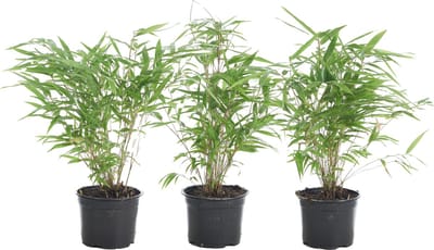 Bloomique - Set van 3 - Fargesia Rufa - Bamboe Plant - Niet woekerend - Winterhard - Groenblijvend - Tuinplanten - Hoogte 10-20 cm - Pot 10 cm