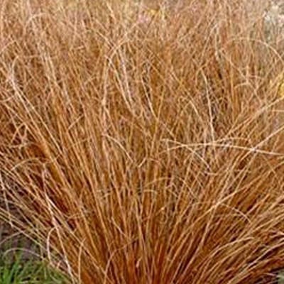6 x Carex Buchananii - Zegge - pot 9 x 9 cm - Levendigheid in Oranje en Groen
