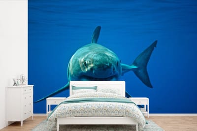 Behang - Fotobehang Grote witte haai zwemt in de oceaan - Breedte 600 cm x hoogte 400 cm