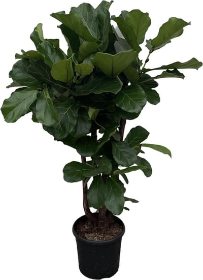 Vertakte variant van de kamerplant Ficus Lyrata, 1.3 meter hoog, ø27