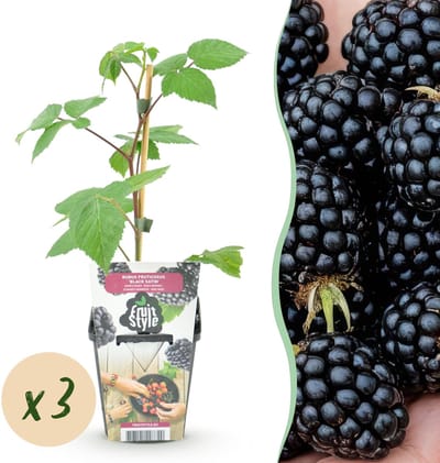 Plantenboetiek.nl | Braam - Rubus Black Satin - Winterhard - 3 Planten - Ø9cm - 15-25cm hoog - Tuinplant