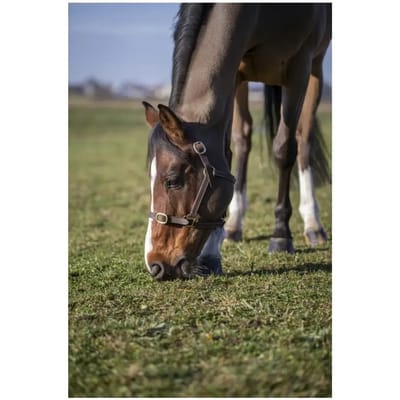 Norton Equestrian Club Leather Halster Bruin Pony