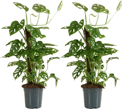 Bloomique - Set van 2 - Monstera Adansonii met Mosstok - Monkey Leaf - Kamerplanten - Luchtzuiverend - Gemakkelijk in onderhoud - Hoogte 70-80 cm - Pot 17 cm