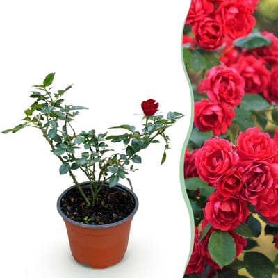 Green boutiQ - Tuin Roos - Rosa Rote The Fairy - Roos - Winterhard - Rood - 1 Plant - Pot 12cm - Hoogte 20-25cm