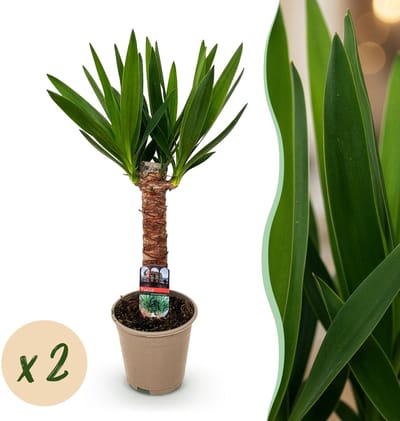Plantenboetiek.nl | Yucca elephantipes - Yucca - Weinig onderhoud - Groen - 2 - Ø14cm - 45-55cm hoog - Kamerplant - Groenblijvend