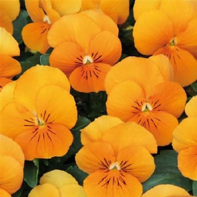 Violen Twix Tangerine