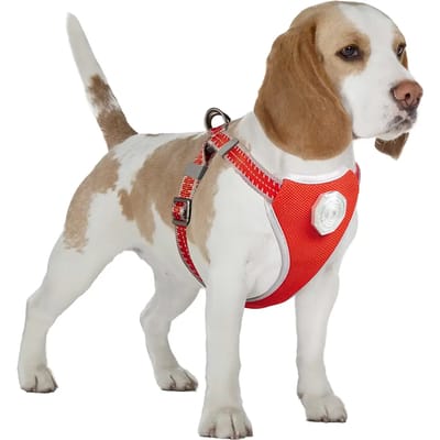 Duvoplus - Hondentuigje - Hond - Flashlight Harnas Met Looplijn 120x35-45cm/15mm - 1st