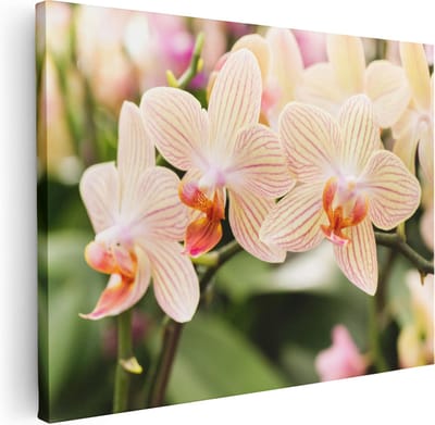 Artaza Canvas Schilderij Bloemen - 40x30 cm - Klein - Muurdecoratie Orchidee - Wanddecoratie Botanisch - Kamer Accessoires