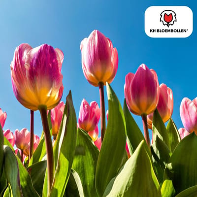 Tuinplantenshop.com | Tulpenbollen 'Light and Dreamy' | 20 Stuks | In prachtige pastelkleuren - Ø5cm - 30-50cm hoog - Bloembol - Tuinplant