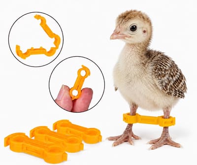 UniEgg® Premium Anti-spreidpoten beugels - 3x kuiken anti-spreidpoten beugels - slim clicksysteem - herstelt spreidpoten in 24/48 uur - 6mm voor Ganzen, grote eenden- kalkoenen - zwanen - grote papegaaien