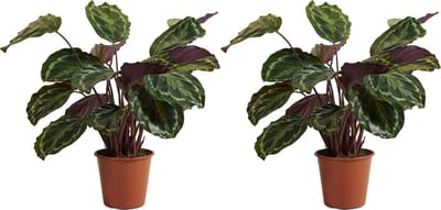 Bloomique - Set van 2 - Calathea Medaillon - Pauwenplant - Kamerplanten - Luchtzuiverend - Diervriendelijk - Hoogte 40-60 cm - Pot 19 cm