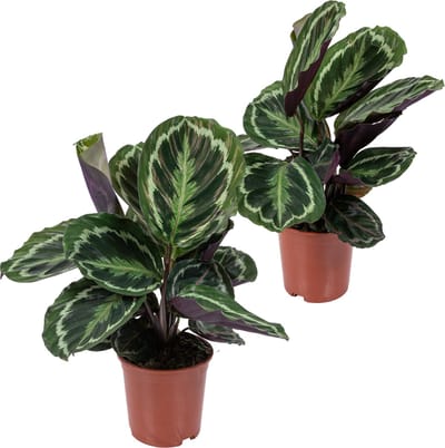 Bloomique - Set van 2 - Calathea Medaillon - Pauwenplant - Kamerplanten - Luchtzuiverend - Diervriendelijk - Hoogte 40-50 cm - Pot 14 cm