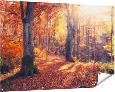 Gards Tuinposter Oranje Herfstbos met Zonneschijn - 150x100 cm - Tuindoek - Tuindecoratie - Wanddecoratie buiten - Tuinschilderij