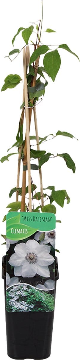 Bloomique - Clematis Miss Bateman - Bosrank - Wit - Klimplanten - Tuinplanten - Winterhard - Hoogte 50-70 cm - Pot 15cm