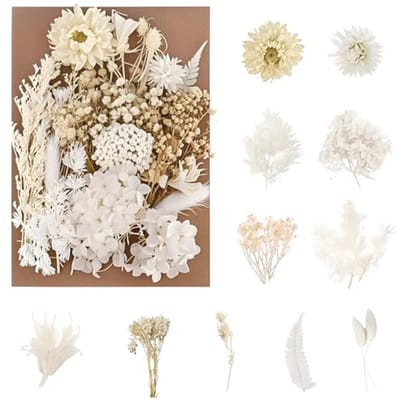 Natuurlijke gedroogde bloemen en bladeren voor decoratie en knutselen