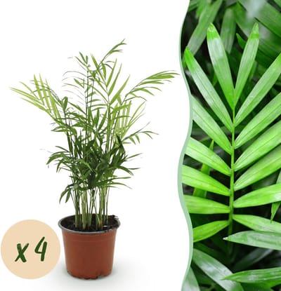 Plantenboetiek.nl | Chamaedorea elegans - Goudpalm - Huisdiervriendelijk - Groen - 4 Planten - Ø12cm - 35-40cm hoog - Kamerplant - Groenblijvend