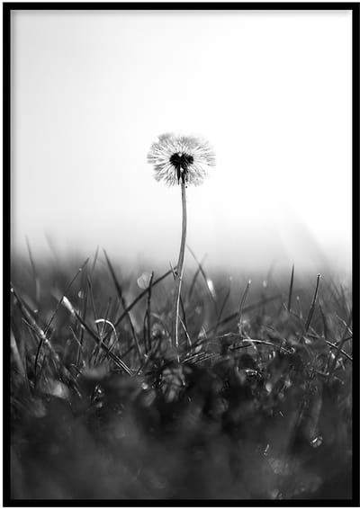 Poster Paardenbloem zwart-wit - 30x40cm met Fotolijst – Natuur Poster – Ingelijst