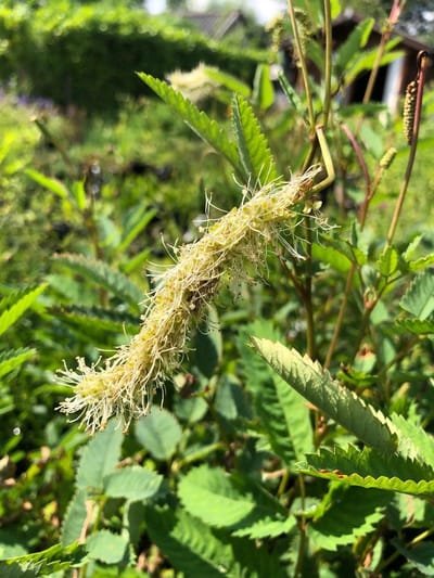 6 x Sanguisorba obtusa 'Alba' - Pimpernel - P9 Pot (9 x 9cm) - Dima Vaste Planten