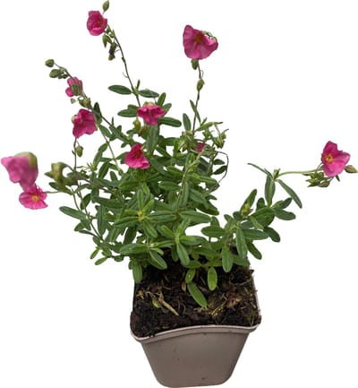 6x Zonneroosje - Helianthemum hybr. 'Ben Hope' | 9x9 cm pot