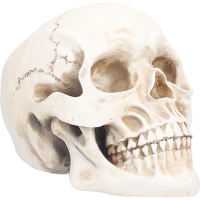 Modèle de Crâne d'Animal Décoration de Crâne Ornement Artisanat en Résine Accessoires d'Halloween pour Décoration de Fête à la Maison beige