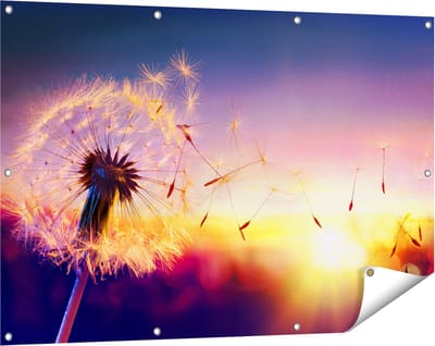 Gards Tuinposter Paardenbloem tijdens Zonsondergang - 120x80 cm - Tuindoek - Tuindecoratie - Wanddecoratie buiten - Tuinschilderij