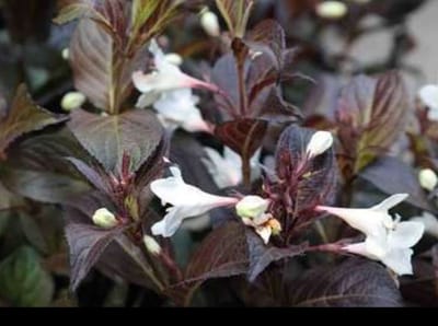 Weigela hybr. 'Black And White'® ('courtacad01') - Weigela, Weigelia 30- 40 cm in pot