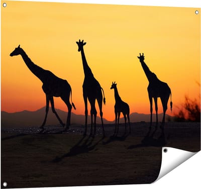Gards Tuinposter Vier Giraffe Silhouetten bij Zonsondergang - 100x80 cm - Tuindoek - Tuindecoratie - Wanddecoratie buiten - Tuinschilderij