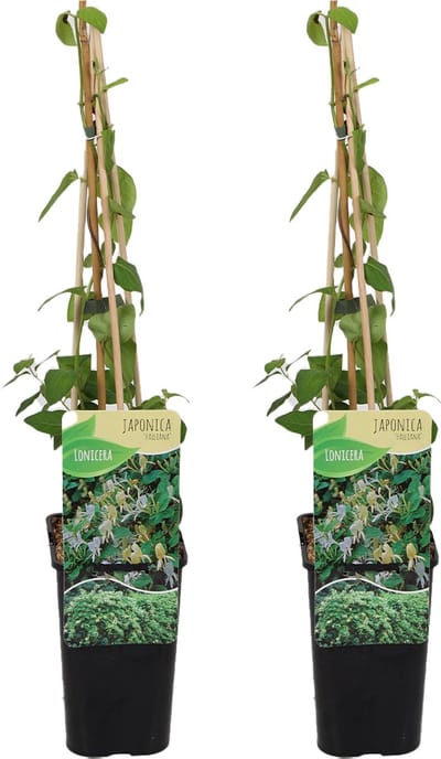 Bloomique - Set van 2 - Lonicera Heckrottii Halliana - Japanse Kamperfoelie - Wit, Geel - Klimplanten - Tuinplanten - Winterhard - Hoogte 50-70 cm - Pot 15 cm