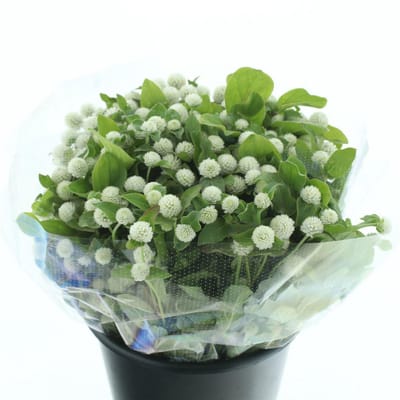 100x Gomphrena overig 50cm