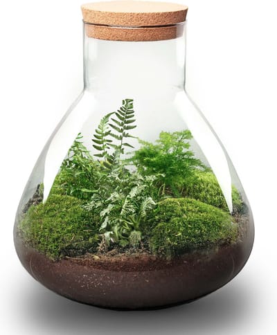 Terrarium - Sam XL - ↑ 35 cm - Ecosysteem plant - Kamerplanten - DIY planten terrarium - Mini ecosysteem - Inclusief hark + schep