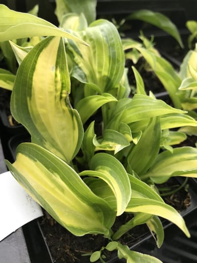 6 x Hosta 'Calypso' (Mini) - Hartlelie - P9 Pot (9 x 9cm) - Dima Vaste Planten