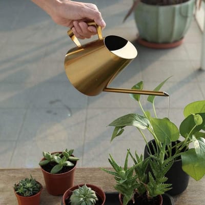 Roestvrijstalen Gieter - Planten water geven - Binnen en buiten - Lange smalle uitloop - 400 ml - Zilver