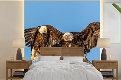 Behang - Fotobehang Vogel - Takken - Arend - Roofvogels - Lucht - Breedte 280 cm x hoogte 280 cm