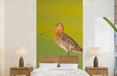 Behang - Fotobehang Vogel - Dieren - Grutto - Paal - Groen - Breedte 120 cm x hoogte 240 cm