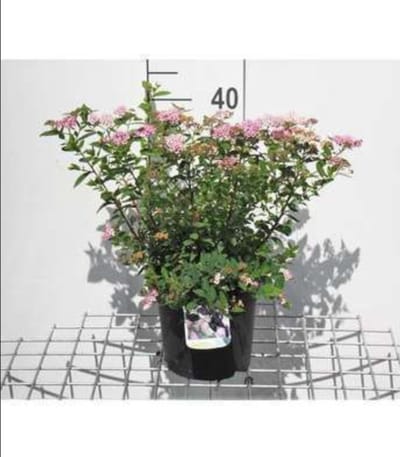 Spiraea jap. 'Little Princess' - Spierstruik , Japanse Spirea , Japanse Spierstruik 25- 30 cm in pot