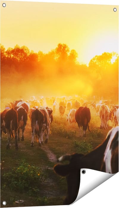 Gards Tuinposter Kudde Koeien in Weiland bij Zonsondergang - 60x90 cm - Tuindoek - Tuindecoratie - Wanddecoratie buiten - Tuinschilderij