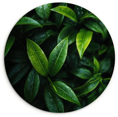 WallCircle® Wandcirkel 120x120 cm - Muurcirkel Bladeren - Regendruppels - Licht - Groen - Muurdecoratie woonkamer - Wanddecoratie slaapkamer - Kamer decoratie accessoires - Ronde schilderijen XXL