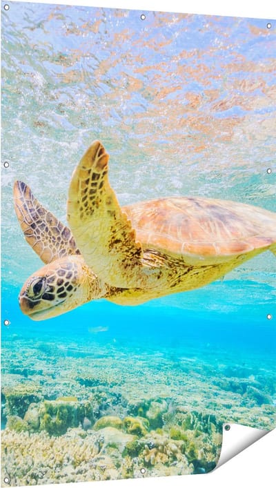 Gards Tuinposter Schildpad Zwemt in de Zee bij het Rif - 100x150 cm - Tuindoek - Tuindecoratie - Wanddecoratie buiten - Tuinschilderij