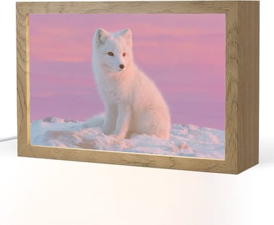 Nachtlampje 30x20 cm - Kinder lampje - Poolvos - Sneeuw - Roze - Tafellamp kinderkamer - Slaapkamer lamp - Bedlamp kinderen - Kinderlampje stopcontact - Wandlamp babykamer - Nachtlampjes