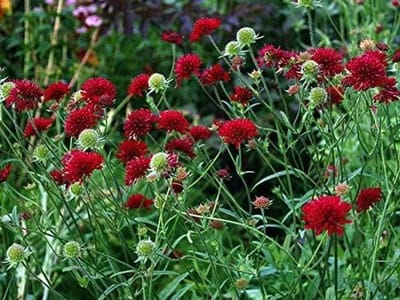 Knautia Macedonica - Bloeiende plant - Tuinieren - Makkelijk te kweken - 1 stuk - Rood