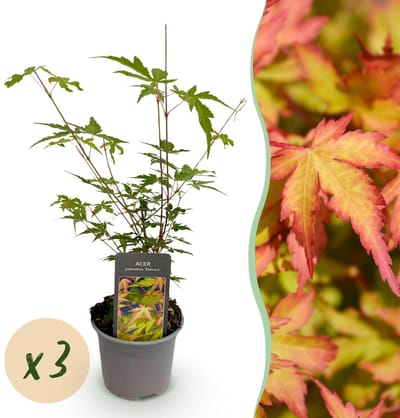 Green boutiQ - Tuinplant - Acer palmatum Sangokaku - Groen - 3 Planten - Bladverliezend - Weing Onderhoud - Pot 12cm Hoogte 35cm