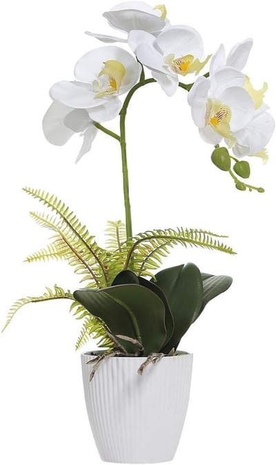 Elegante Witte Phalaenopsis Bonsai Orchidee met Keramische Vaasje voor Bruiloft en Tuin Decoratie